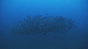 BANC DE POISSONS