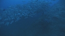 RAIE MARBREE, POISSONS
