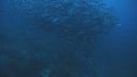 BANC DE POISSONS, POISSONS TROMPETTE