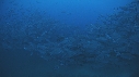 BANC DE POISSONS, MEROU