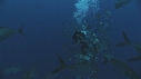 PLONGEUR, BANC PETITS POISSONS