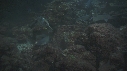 PLONGEUR, REQUIN POINTE BLANCHE