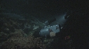 PLONGEUR, REQUIN POINTE BLANCHE