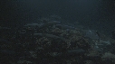 PLONGEUR, REQUIN POINTE BLANCHE