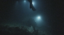 PLONGEUR, REQUIN POINTE BLANCHE