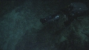 PLONGEUR, REQUIN POINTE BLANCHE