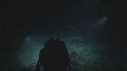 PLONGEUR, REQUIN POINTE BLANCHE