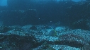 CARANGUES ARC EN CIEL, POISSONS, REQUIN POINTE BLANCHE