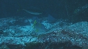 CARANGUES ARC EN CIEL, POISSONS, REQUIN POINTE BLANCHE