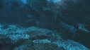 DERMATOLEPIS