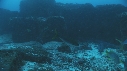 CARANGUES ARC EN CIEL, POISSONS, REQUIN POINTE BLANCHE