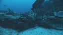 DERMATOLEPIS, RAIE