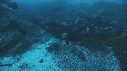 DERMATOLEPIS