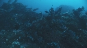 DERMATOLEPIS, REQUINS