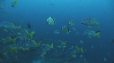 POISSONS PAPILLON, CARANGUE, POISSONS