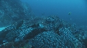 DERMATOLEPIS