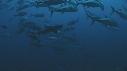REQUINS POINTE BLANCHE, CARANGUE