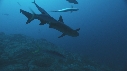 REQUINS POINTE BLANCHE, CARANGUE