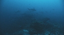 REQUIN MARTEAU, POISSONS