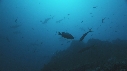 REQUIN MARTEAU, POISSONS