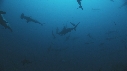 REQUIN MARTEAU, POISSONS