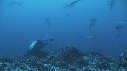 PLONGEUR, REQUIN MARTEAU