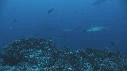 PLONGEUR, REQUIN MARTEAU