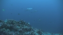 REQUIN MARTEAU, POISSONS PAPILLON