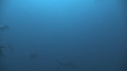 REQUIN MARTEAU
