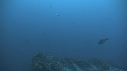 REQUIN MARTEAU