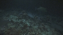 REQUINS POINTE BLANCHE, CARANGUE