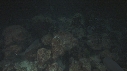 REQUINS POINTE BLANCHE, POISSON ZANCLUS