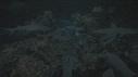 REQUINS POINTE BLANCHE