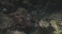 REQUINS POINTE BLANCHE, POISSON