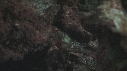 REQUINS POINTE BLANCHE, POISSON