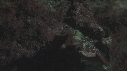 REQUINS POINTE BLANCHE, POISSON
