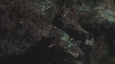 REQUINS POINTE BLANCHE, POISSON