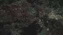 REQUINS POINTE BLANCHE, POISSON