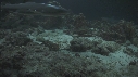 REQUINS POINTE BLANCHE, LANGOUSTES
