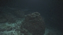 REQUINS POINTE BLANCHE, POISSON LIME