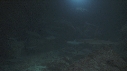 REQUINS POINTE BLANCHE, POISSON ROUGE, CARANGUE