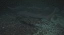 REQUINS POINTE BLANCHE, POISSON