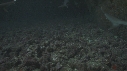 REQUINS POINTE BLANCHE, POISSON TROMPETTE
