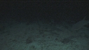 REQUINS POINTE BLANCHE, POISSON TROMPETTE