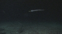 REQUINS POINTE BLANCHE, POISSON TROMPETTE