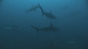 REQUIN MARTEAU, RAIE AIGLE