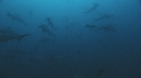 REQUIN MARTEAU