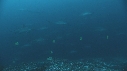 REQUIN MARTEAU, POISSONS PAPILLON
