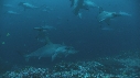 REQUIN MARTEAU, POISSONS PAPILLON
