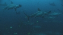 REQUIN MARTEAU, POISSONS PAPILLON